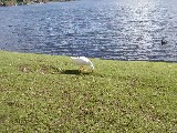 ガチョウ Goose