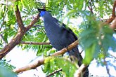 ニュージーランドの鳥、コカコ